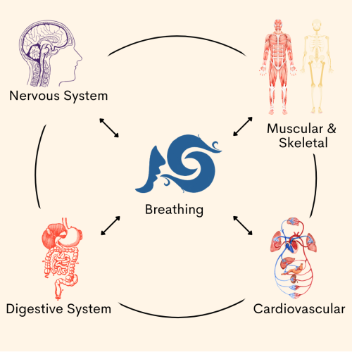 Breakthrough Breathing Diagram